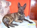 Photos: Dutch shepherd dog (Dog standard) (pictures, images)