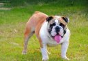 Photos: English bulldog (Dog standard) (pictures, images)