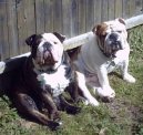 Photos: English bulldog (Dog standard) (pictures, images)