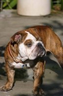 Photos: English bulldog (Dog standard) (pictures, images)