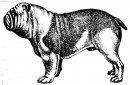 Photo: English bulldog (Dog standard)