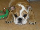 Photo: English bulldog (Dog standard)