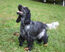 Photos: English cocker spaniel (Dog standard) (pictures, images)