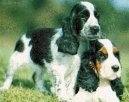 Photos: English cocker spaniel (Dog standard) (pictures, images)