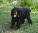 Photos: English cocker spaniel (Dog standard) (pictures, images)