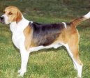 Photos: English foxhound (Dog standard) (pictures, images)