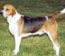 Photo: English foxhound (Dog standard)