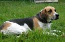 Photo: English foxhound (Dog standard)