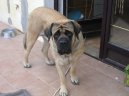 Photos: English Mastiff (Dog standard) (pictures, images)