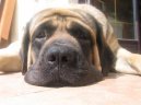 Photo: English Mastiff (Dog standard)