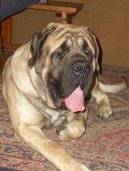Photos: English Mastiff (Dog standard) (pictures, images)