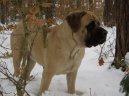 Photos: English Mastiff (Dog standard) (pictures, images)