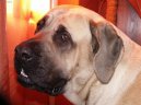 Photos: English Mastiff (Dog standard) (pictures, images)