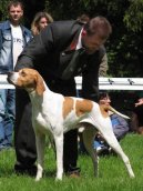 Photo: English pointer (Dog standard)