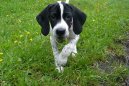 Photo: English pointer (Dog standard)