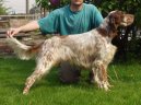 Photos: English setter (Dog standard) (pictures, images)