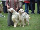 Photos: English setter (Dog standard) (pictures, images)