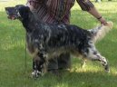 Photos: English setter (Dog standard) (pictures, images)