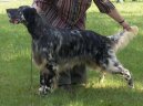 Photo: English setter (Dog standard)