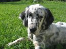 Photos: English setter (Dog standard) (pictures, images)