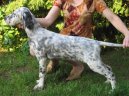 Photo: English setter (Dog standard)