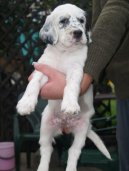 Photo: English setter (Dog standard)