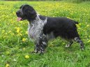 Photos: English springer spaniel (Dog standard) (pictures, images)