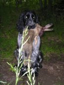 Photos: English springer spaniel (Dog standard) (pictures, images)