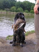 Photos: English springer spaniel (Dog standard) (pictures, images)