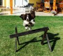 Photo: English springer spaniel (Dog standard)