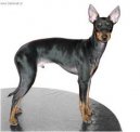 Photos: English toy terrier (Dog standard) (pictures, images)
