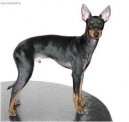 Photo: English toy terrier (Dog standard)