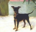 Photos: English toy terrier (Dog standard) (pictures, images)