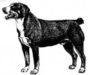 Photo: Entlebuch Cattle Dog (Dog standard)