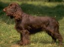 Photo: Field spaniel (Dog standard)