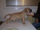 Photos: Fila brasileiro (Dog standard) (pictures, images)