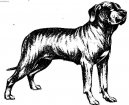 Photos: Fila brasileiro (Dog standard) (pictures, images)