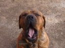 Photos: Fila brasileiro (Dog standard) (pictures, images)