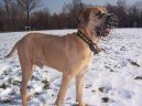 Photos: Fila brasileiro (Dog standard) (pictures, images)