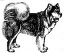 Photo: Finnish lapphund (Dog standard)