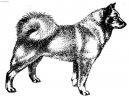 Photo: Finnish spitz (Dog standard)