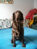 Photo: Flat coated retriever (Dog standard)