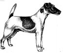 Photos: Fox terrier smooth (Dog standard) (pictures, images)