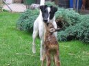 Photo: Fox terrier smooth (Dog standard)