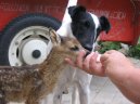 Photo: Fox terrier smooth (Dog standard)
