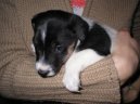 Photo: Fox terrier smooth (Dog standard)