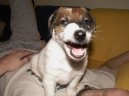 Photo: Fox terrier smooth (Dog standard)