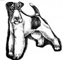 Photos: Fox terrier wire (Dog standard) (pictures, images)