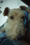 Photos: Fox terrier wire (Dog standard) (pictures, images)