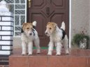 Photo: Fox terrier wire (Dog standard)